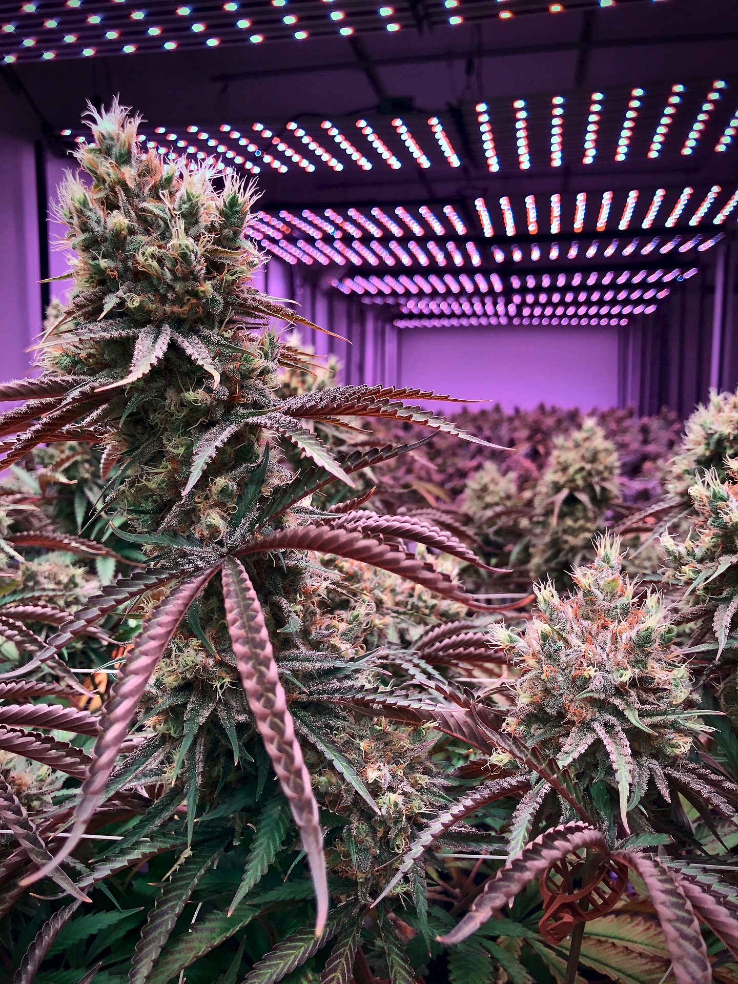 grow-basis-meine-hrow-box-finden
